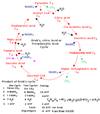 Krebs Cycle, courtesy of http://www.uic.edu/classes/bios/bios100/summer2003/kreb3.gif